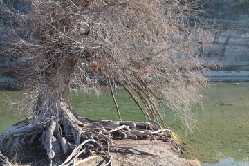 Large white tree growing by river