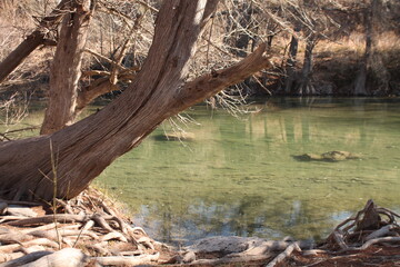 Tree bending over clear blue river