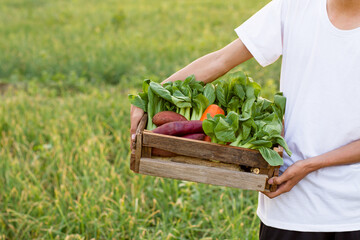 Full basket of fresh vegetables just harvest is carrying by young Asian boy