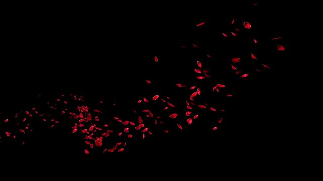 Group of Red Rose Petals Floating on Curve Path Through up in the air on Dark Background. 3D rendering with Alpha Matte.4K