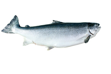 fresh fish on white background