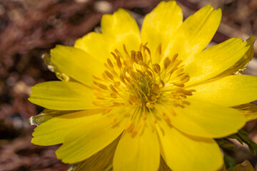 春の福寿草のクローズアップ