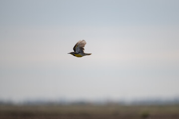 Flying meadowlark