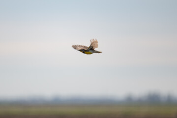 Meadowlark flying