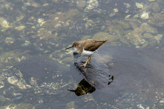 Lindo p&aacute;jaro lavandera esponjoso sobre una roca en medio de un lago