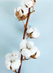 cotton flowers on blue  background top view,  . Minimal floral card
