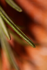 Fototapeta premium Rosemary flower macro Rosmarinus officinalis leaves close up family lamiaceae modern background high quality print