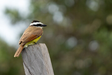 Disparo de enfoque superficial de un gran pájaro kiskadee en madera