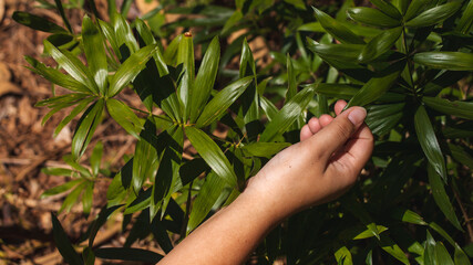 Tree leaves that are beginning to enter the summer. His hand was reaching out to touch.