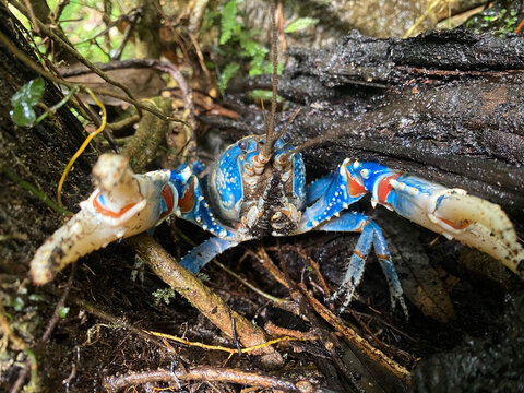 Lamington Spiny Crayfish (Euastacus sulcatus) in defence posture. Following wet weather these crayfish can be found walking to the rainforest floor. 