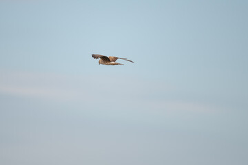 Coopers Hawk