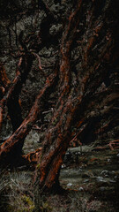 Arboles de la Laguna de Llanganuco