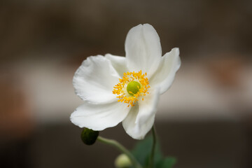 White anemone on a blurry background close - up in the garden. Beautiful delicate autumn flower. Decorative ornament. Perennial anemone. Macrophotography.