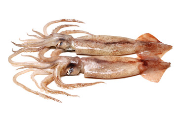 Fresh squid isolated on white background 