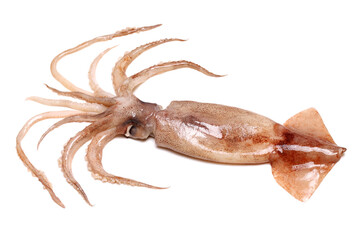 Fresh squid isolated on white background 