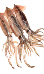 Fresh squid isolated on white background 
