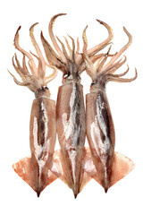 Fresh squid isolated on white background 