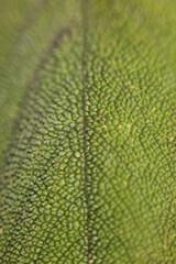 Salvia officinalis flower macro leaves close up family lamiaceae modern background high quality print