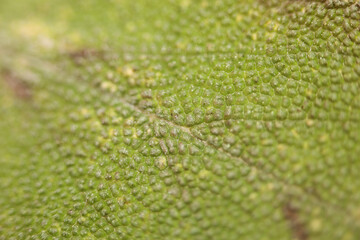 Salvia officinalis flower macro leaves close up family lamiaceae modern background high quality print