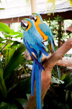 싱가포르 주롱새공원 / Singapore Jurong Bird Park