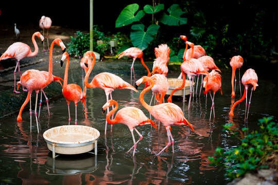 싱가포르 주롱새공원 / Singapore Jurong Bird Park