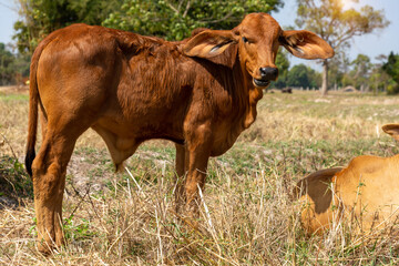 Cow, calf standing on the rice field, A newly born native calf feeds on rice straw in harvested fields,Thailand.
