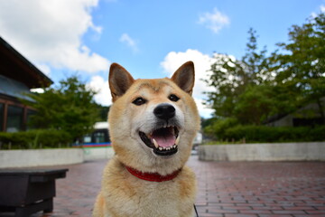 笑顔でまったりする柴犬