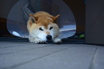 エリザベスカラーを着けている柴犬