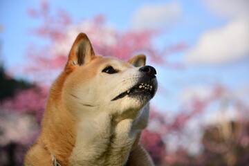 青空と桜と柴犬