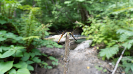 spider on a leaf