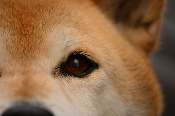 柴犬の顔のドアップ