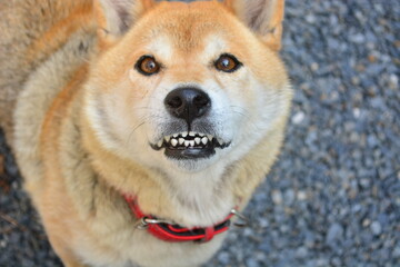 キラキラした目で見つめる柴犬