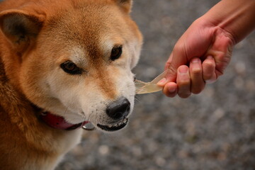 おやつのガムに噛みつく柴犬