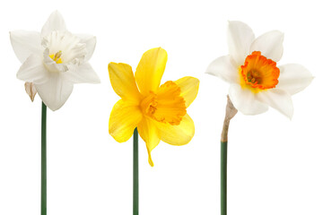Fototapeta premium Narcissus spring flower collection
