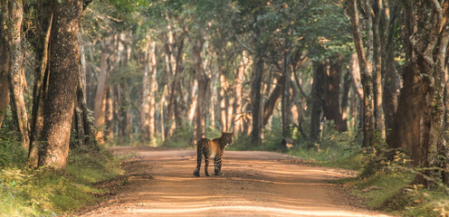 beautiful female sri lankan leopard (Panthera pardus kotiya) looking back over its shoulder...
