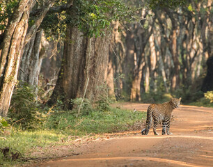 beautiful female sri lankan leopard (Panthera pardus kotiya) looking back over its shoulder...