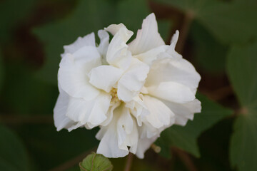 white and yellow flower