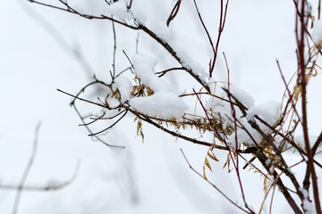 the snow on the branches of a tree close-up selective focus. winter time, winter season