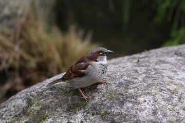 Spatz