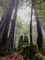 Towering redwood trees in the forest