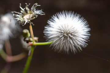 White fluffy dandelion in nature.