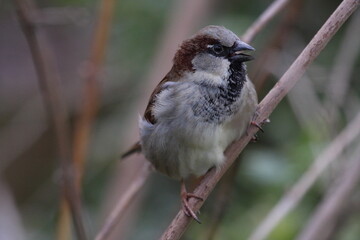 Spatz