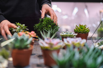 female holds glass florarium vase with succulent plants Small garden with miniature plants. Home indoor plants. DIY florarium. Colorful plants growing in glass geometric