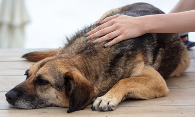 The girl caresses the dog with her hand. Animal