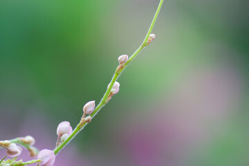 buds of a willow
