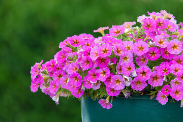 Pink flowers on a plant