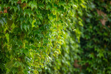 Green leaves of a climbing plant on the wall
