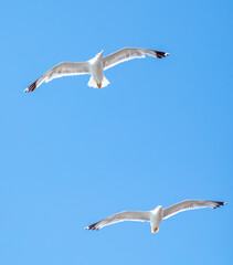 Fototapeta na wymiar Seagull in flight against the blue sky.