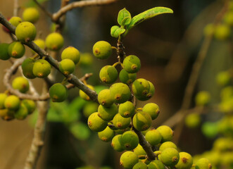 Cluster fig,Ficus racemosa, the cluster fig, red river fig or gular, is a species of plant in the family Moraceae.green Cluster fig on the tree.