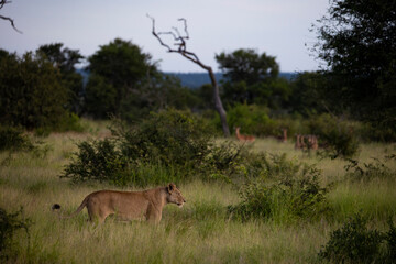 Lioness walking past impala